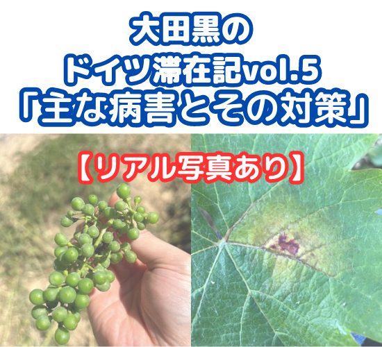ヘレンベルガー・ホーフ株式会社‐ドイツワインの輸入卸